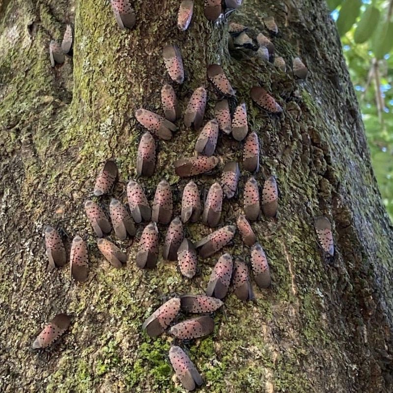 Increased Maintenance and Cleanup Costs