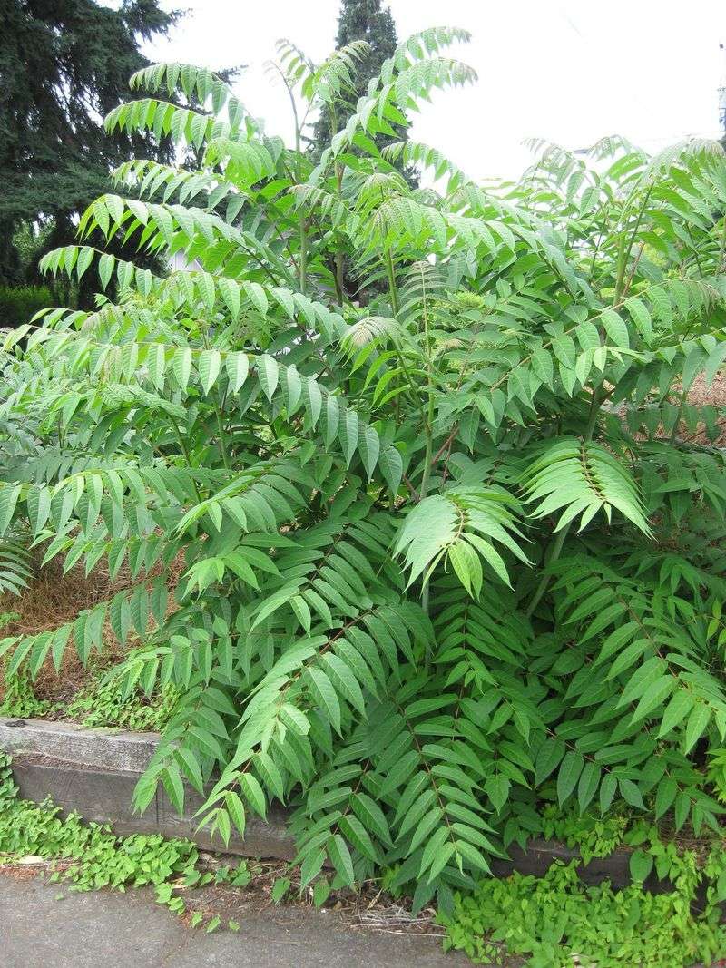 Controlling Tree-Of-Heaven Is Difficult And Costly