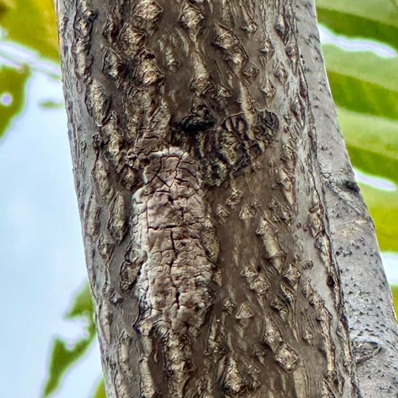 Your Neighbors' Gardens Suffer When Populations Explode