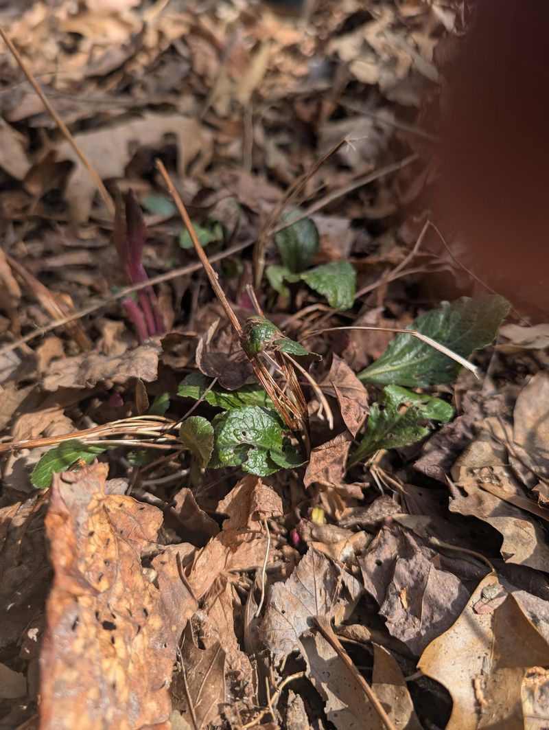 Adequate Spring Rainfall Supported Pollination