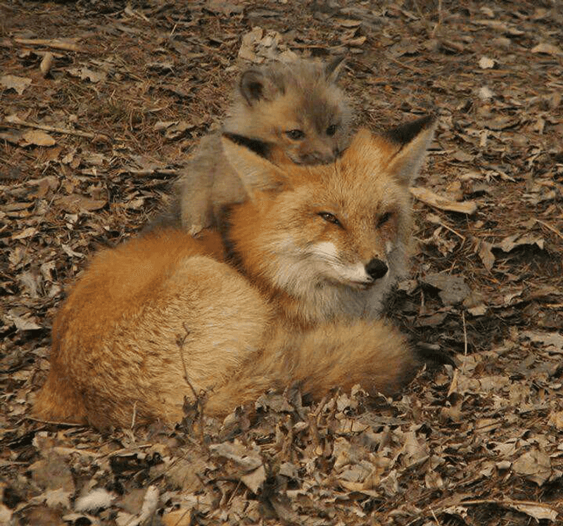 During Spring When Raising Kits