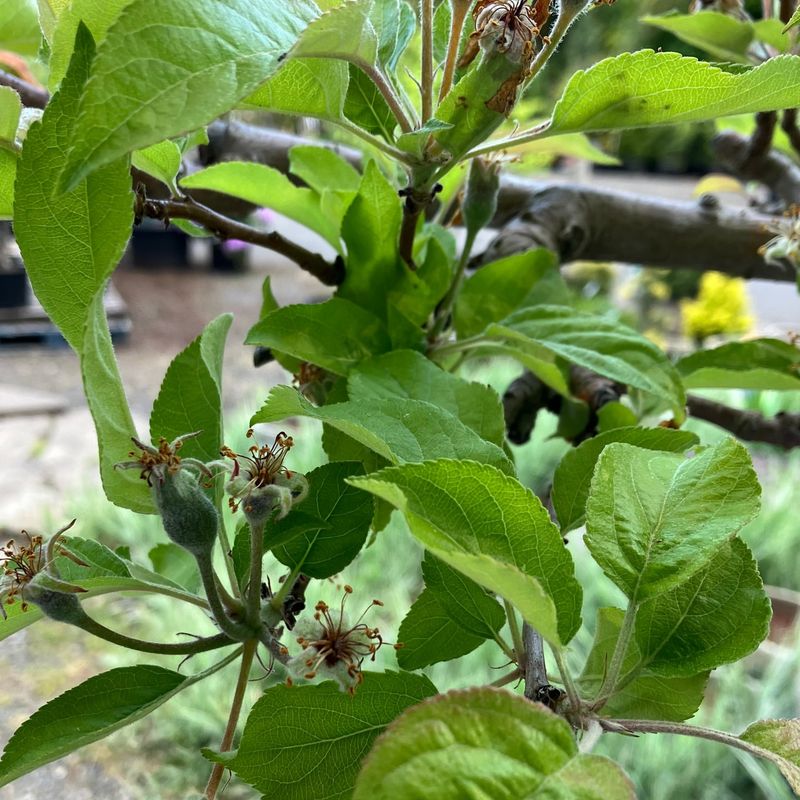 Avoid Pruning Too Early In Autumn