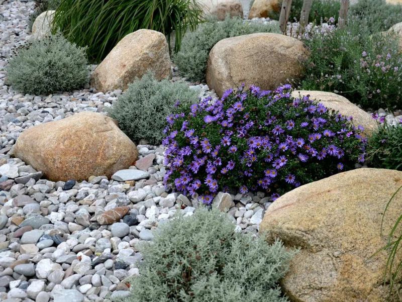 Drought-Tolerant Plants Saved Water Bills