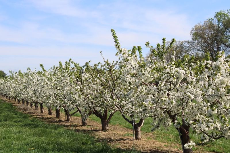Apple Orchards Face Economic Consequences