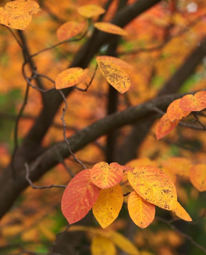 Brilliant Fall Foliage Acts as a Beacon