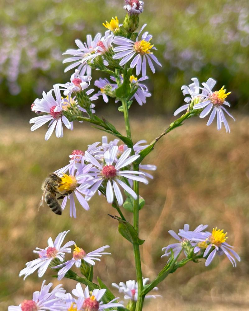 Native To Missouri Soil