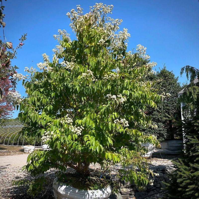 Fragrance That Travels Across Your Entire Yard