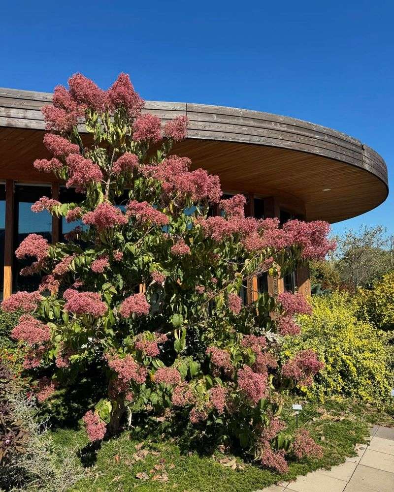 Colorful Calyxes Provide Extended Visual Interest