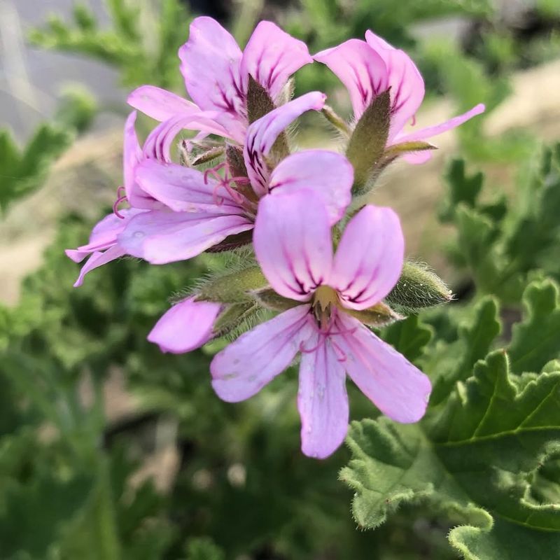Scented Geraniums Offer Variety