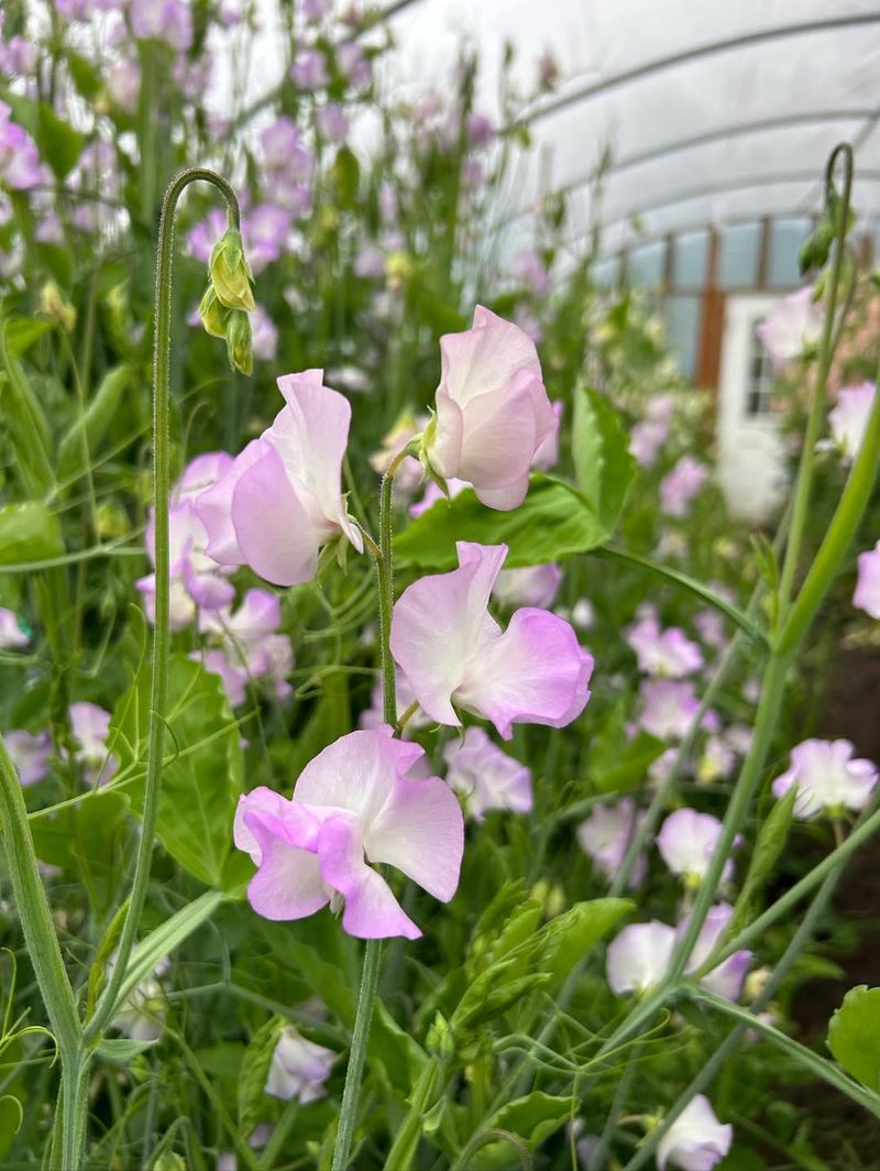 Sweet Peas