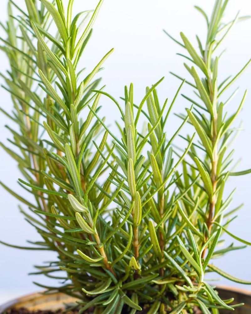 Rosemary