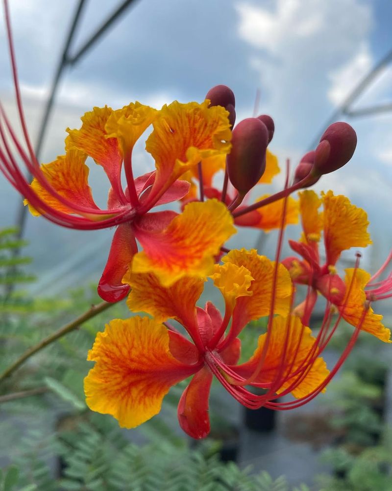 Pride of Barbados