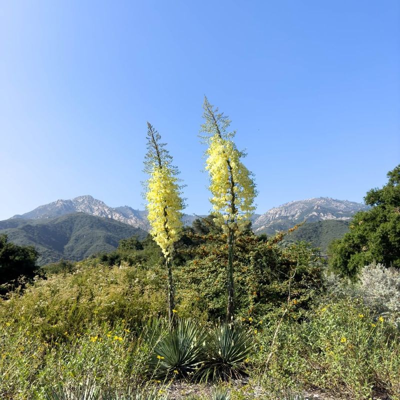 Yucca Plants