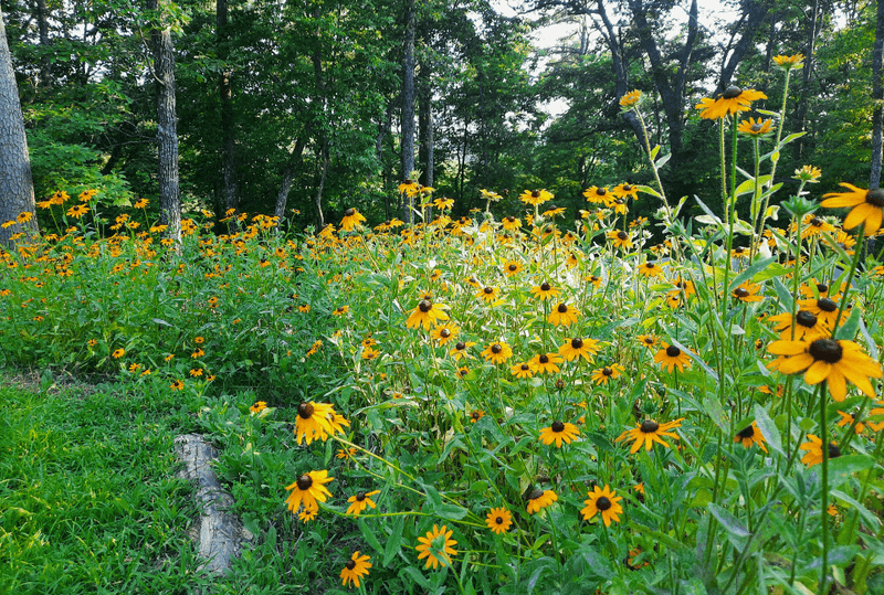 Black-Eyed Susan