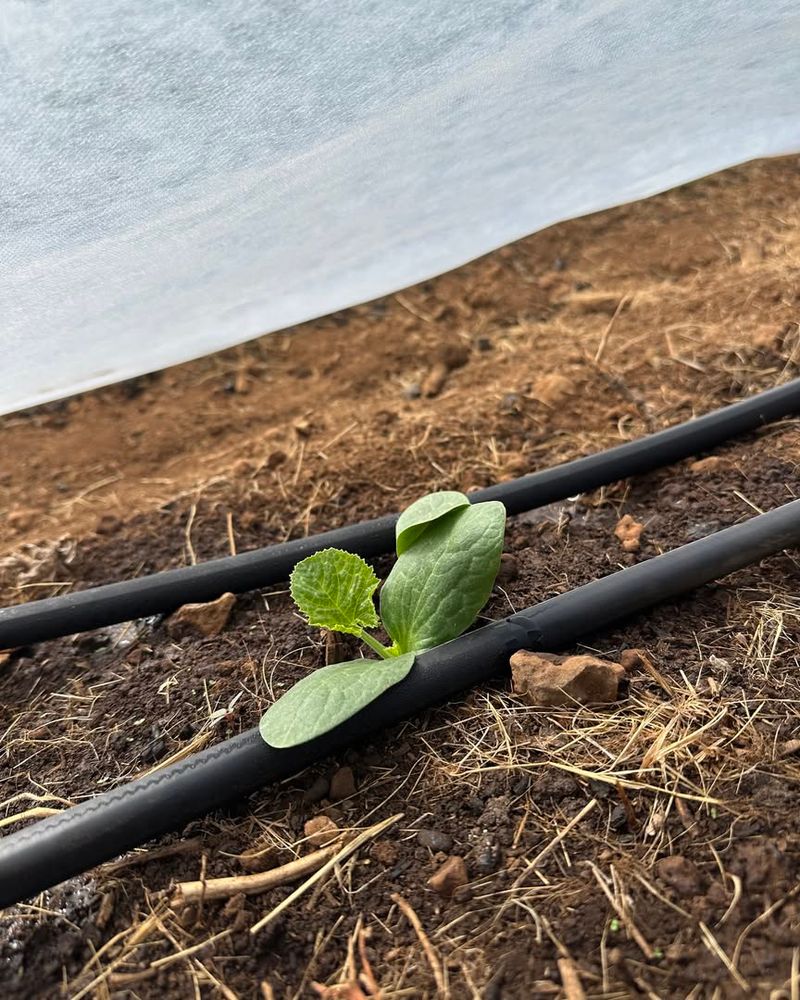 Remove Covers Completely Every Week