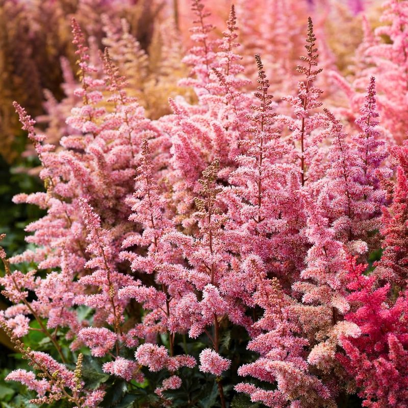 Add Astilbe For Feathery Color Bursts