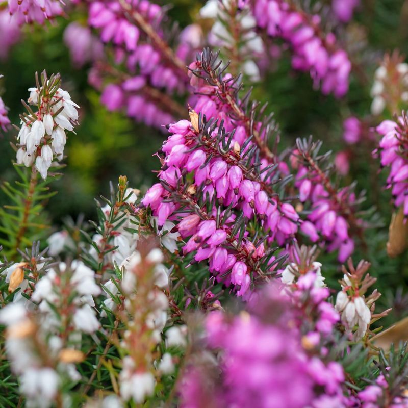 Add Winter-Blooming Heathers For Unexpected Color