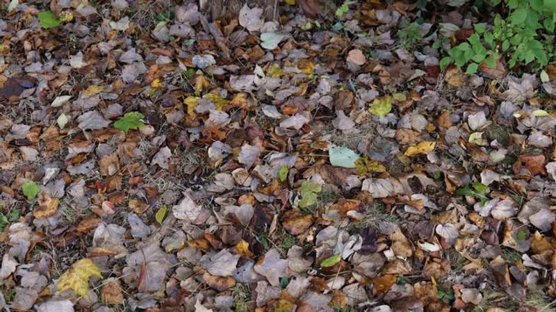 Turn in Fallen Leaves