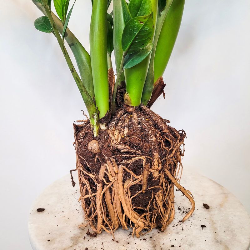 Roots Stop Absorbing Water Properly
