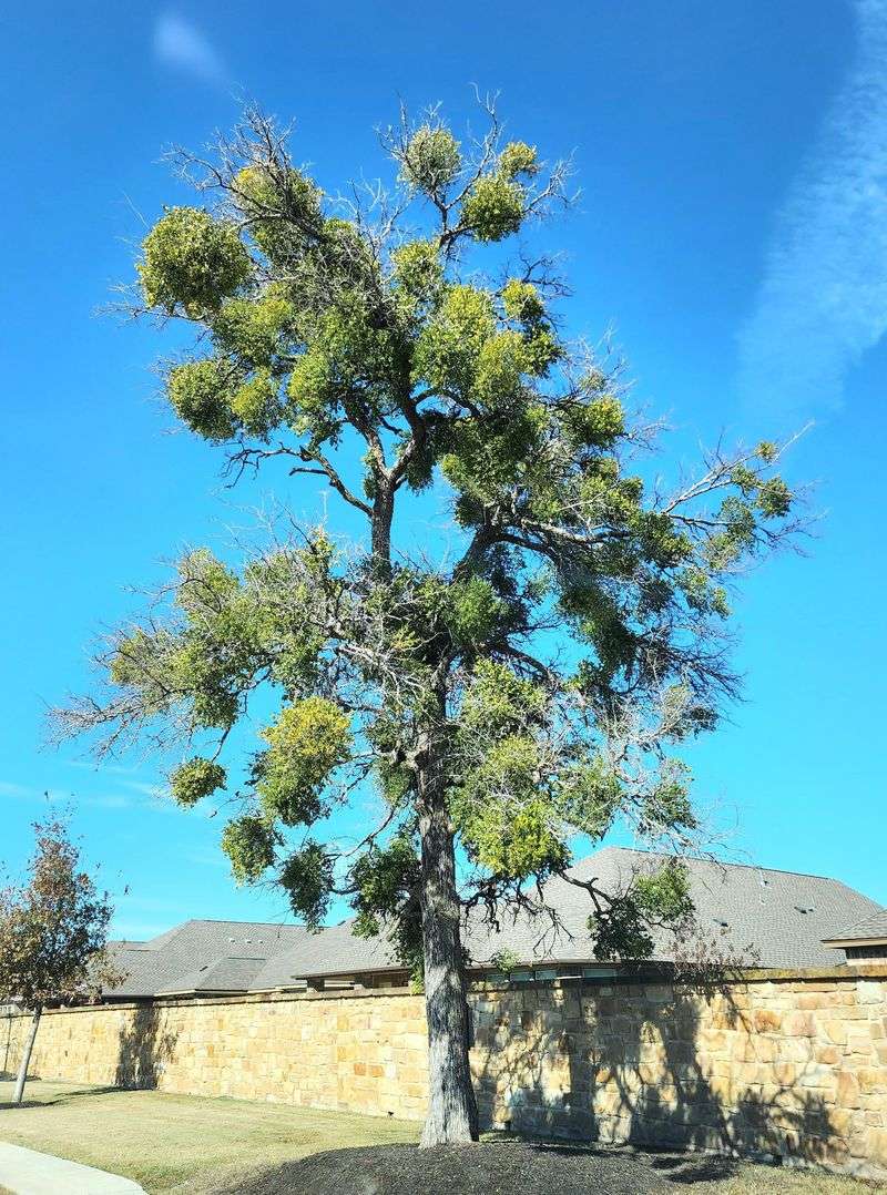 Mistletoe Bunches Are Parasitic Plants