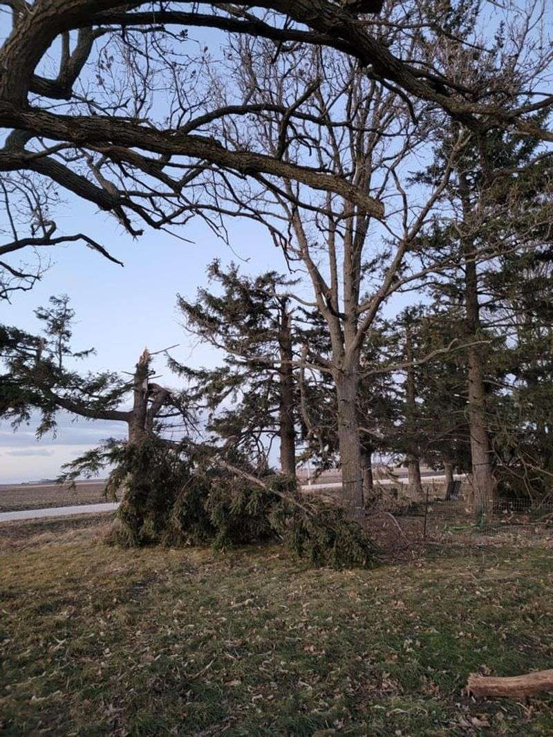 Wind-Caught Debris Accumulates Naturally