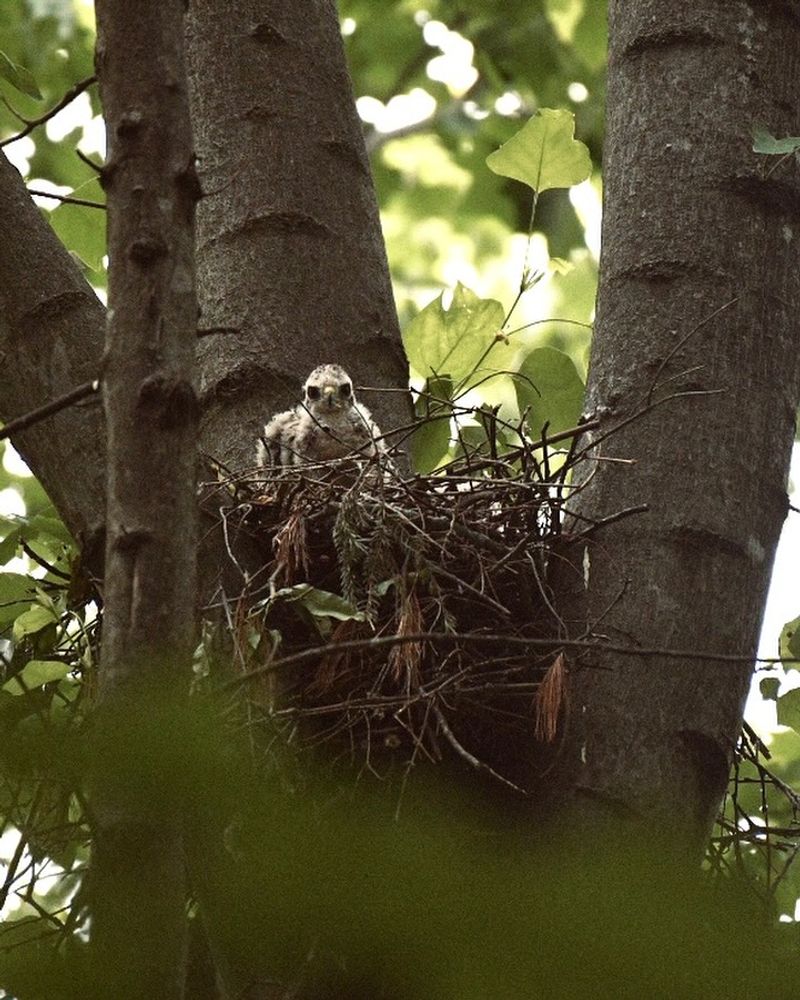 Old Bird Nests Get Bigger Over Time
