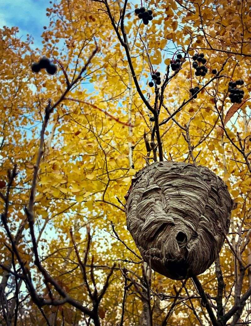 Abandoned Wasp Nests Covered In Leaves