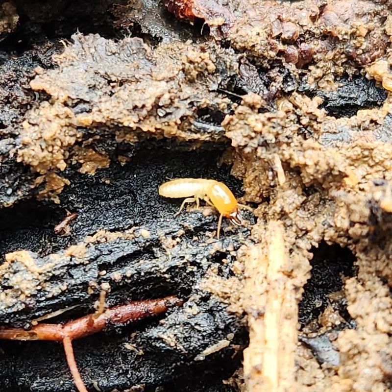 Woodpiles Become Termite Hotels