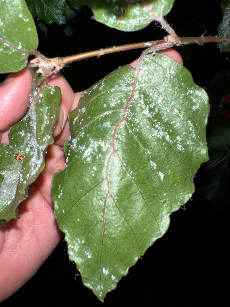 Whiteflies Leave Behind Sticky Residue