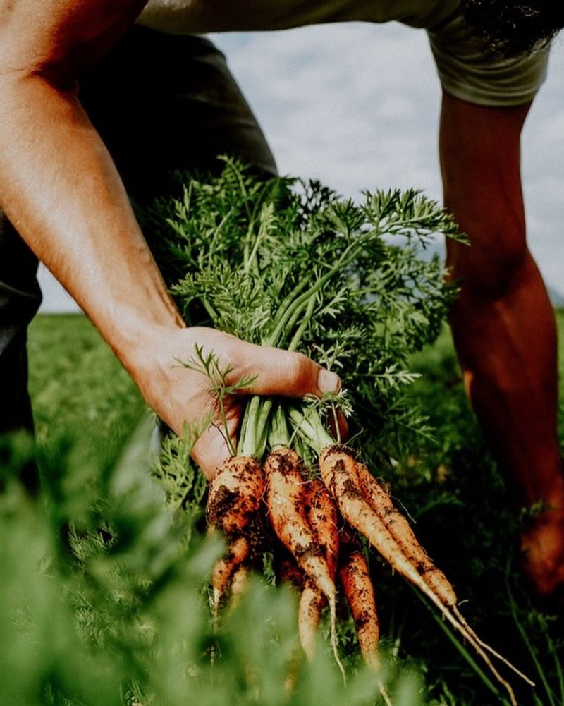Root Vegetables Stay Protected Underground