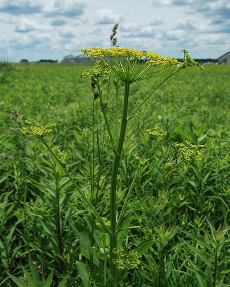 Wild Parsnip