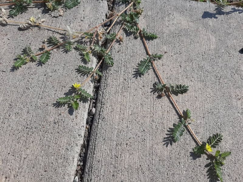 Puncturevine (Goathead)