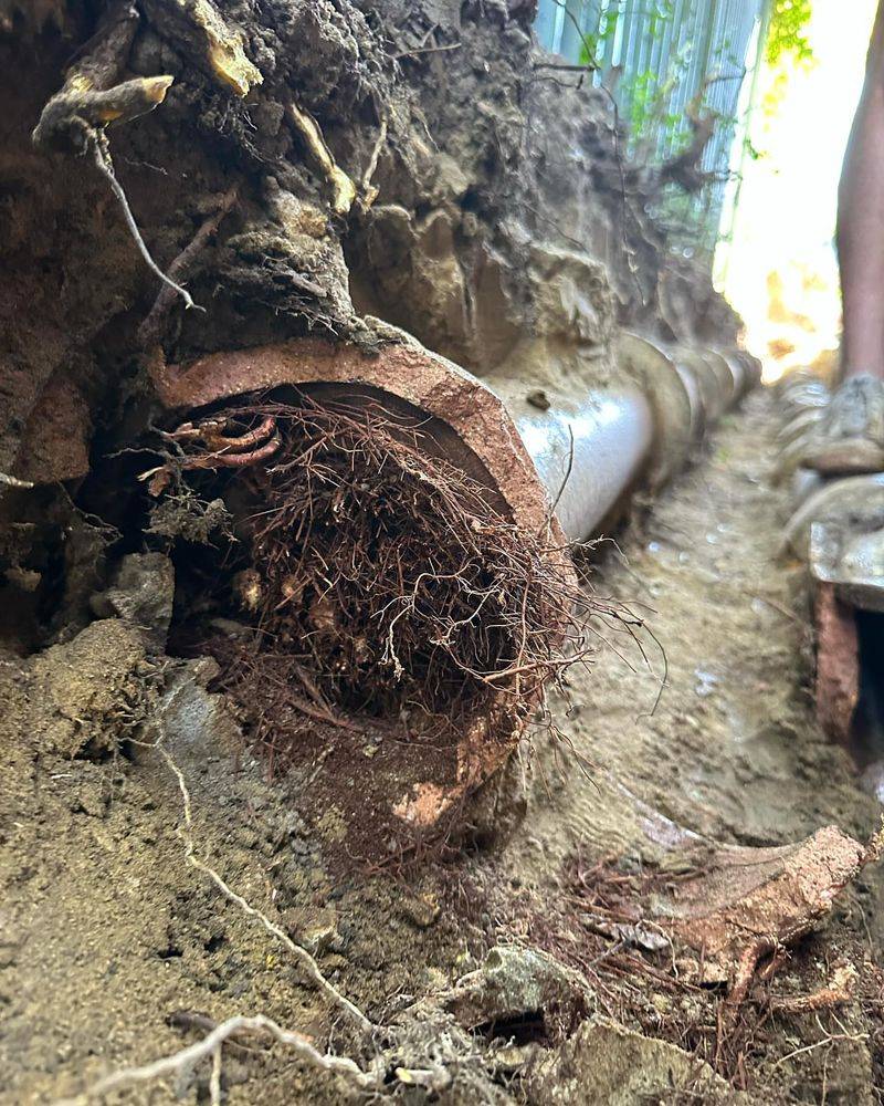 Trees Blocking Storm Water Drainage