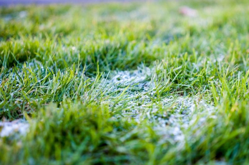 Avoid Mowing During Extreme Temperature Drops