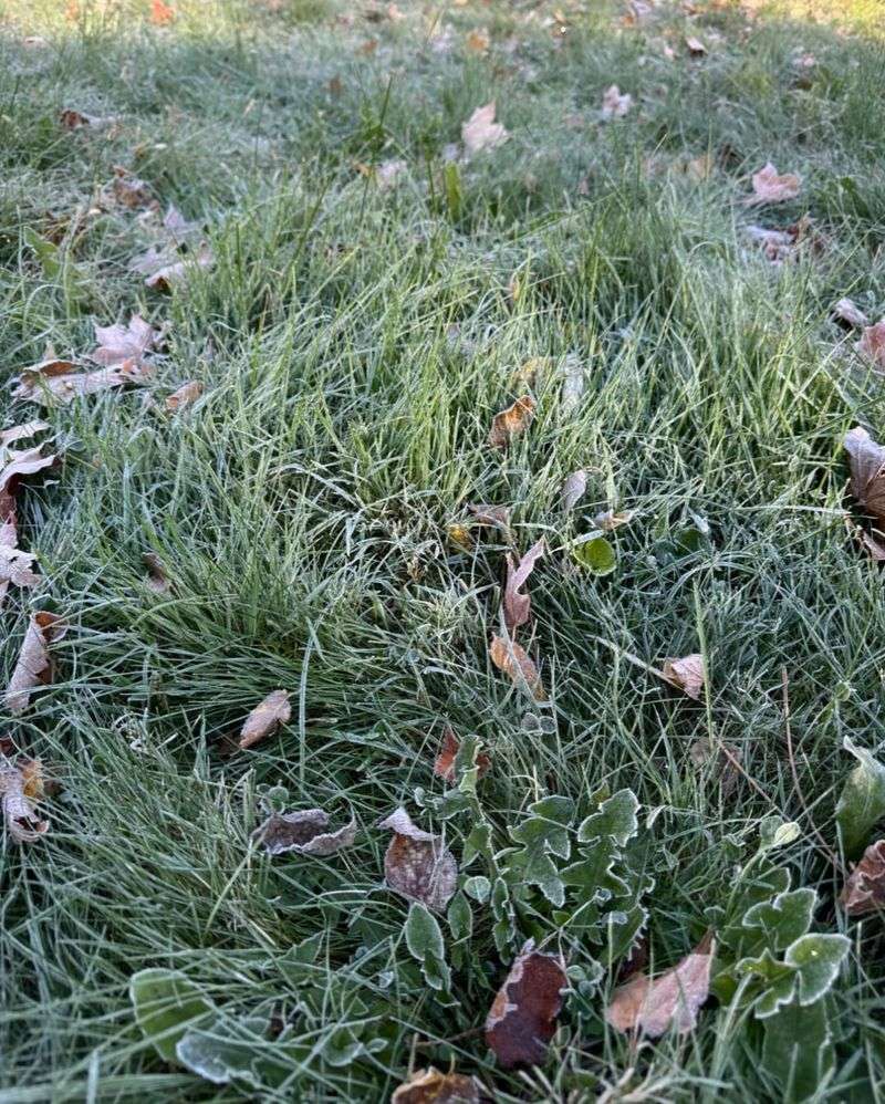 Avoid Mowing Frozen Grass
