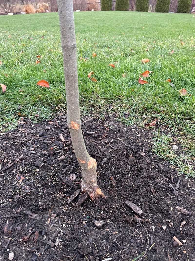 Protect Young Trees With Trunk Wraps Or Guards