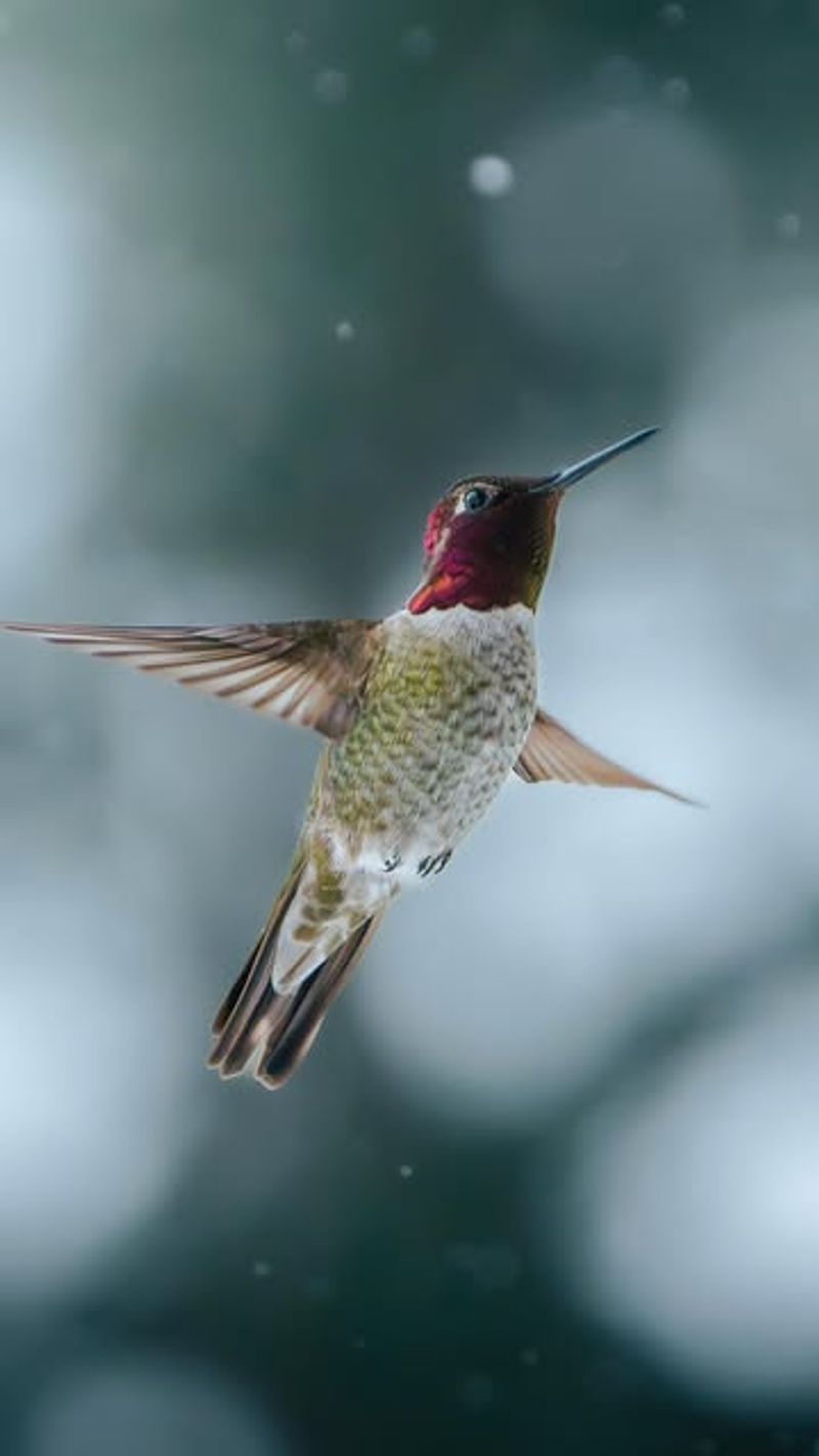 Consider Anna's Hummingbirds As Year-Round Residents