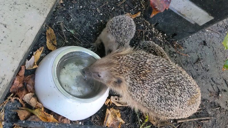 Offer Supplemental Food Sparingly