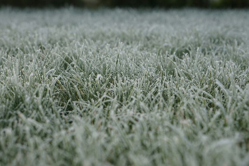 Avoid Mowing Frozen Grass