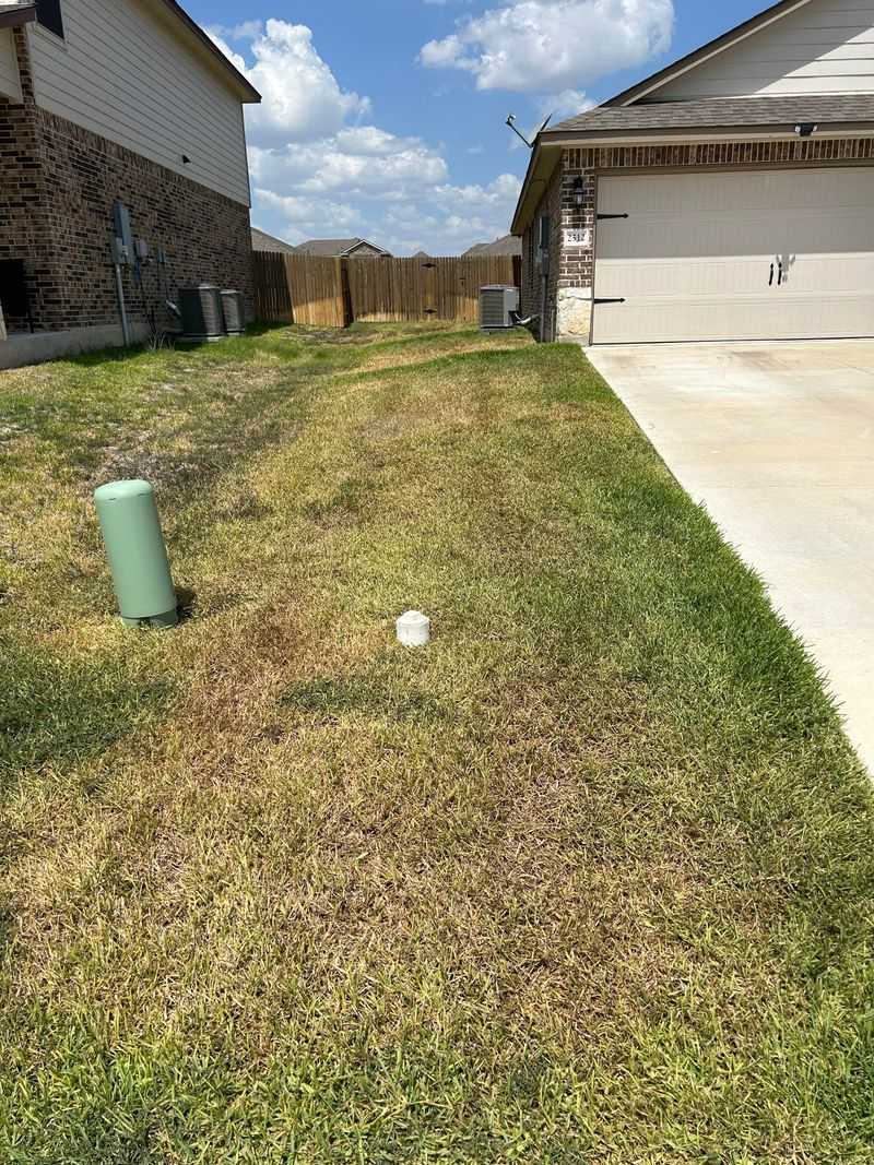 Watch Out for Chinch Bugs During Mowing