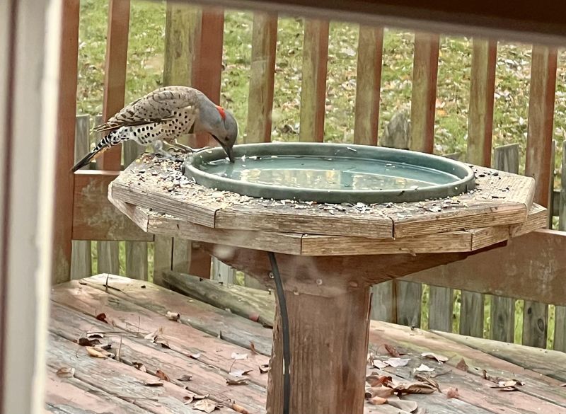 Install a Heated Bird Bath