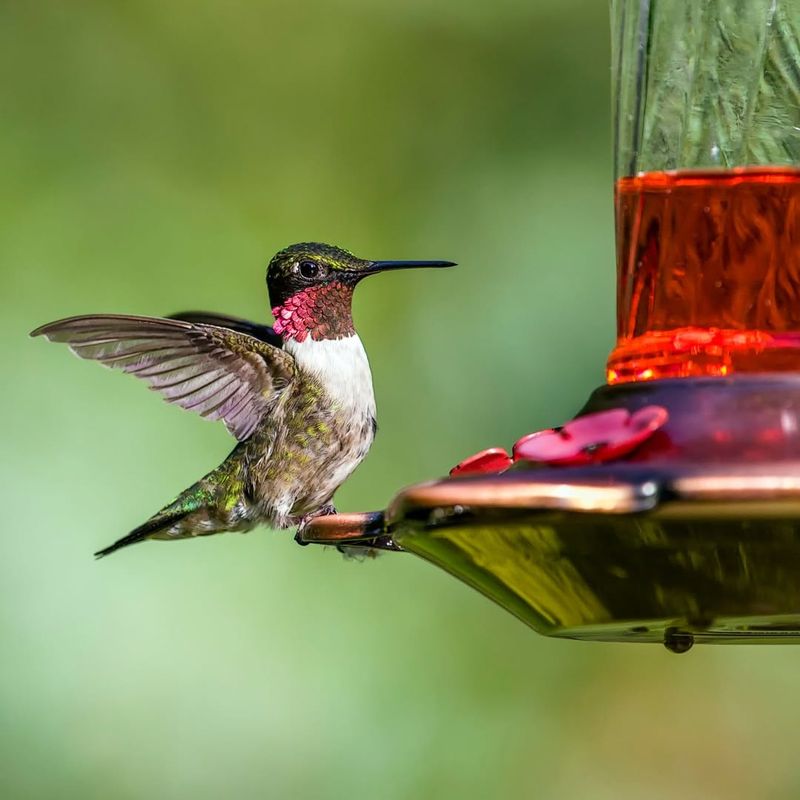 Track First And Last Sightings Each Year