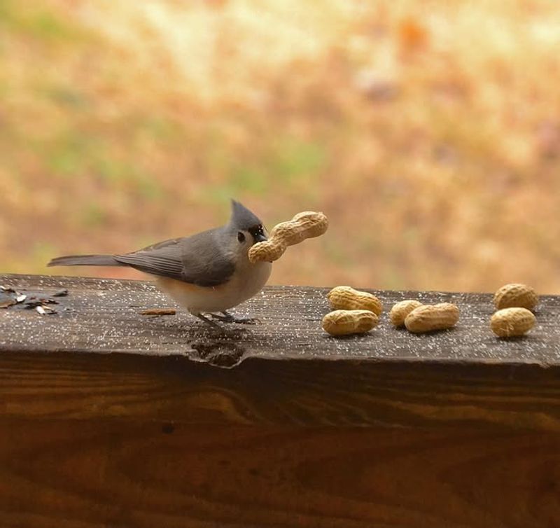 Peanuts In The Shell