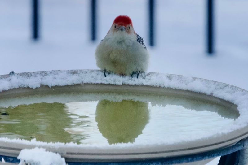 Install A Heated Bird Bath