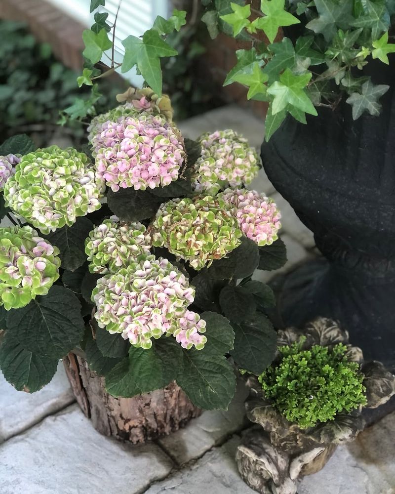 Build A Wire Cage Filled With Leaves For Extra Protection