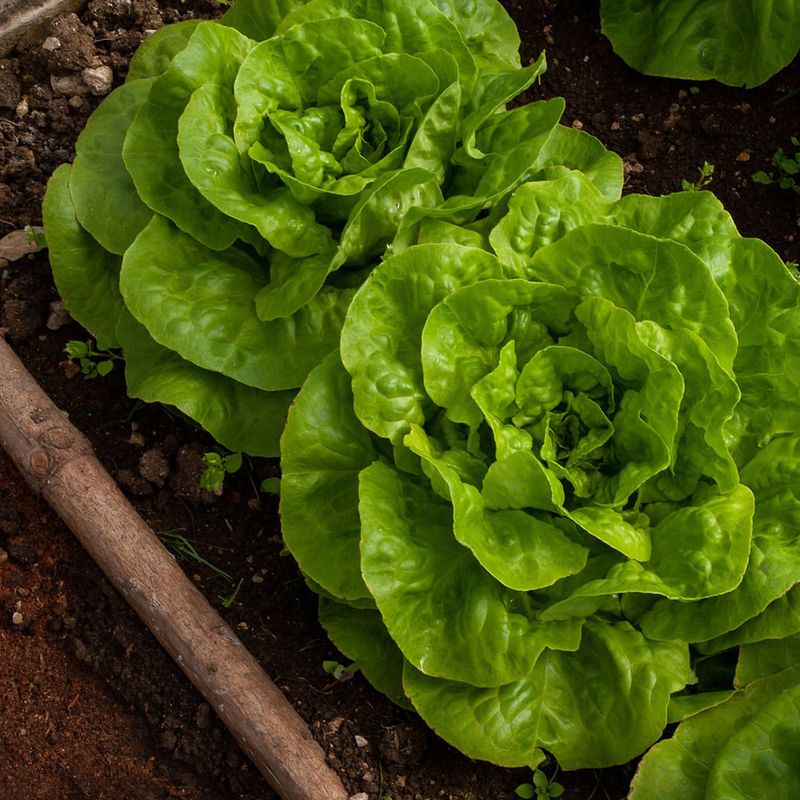 Succession Planting Works Perfectly