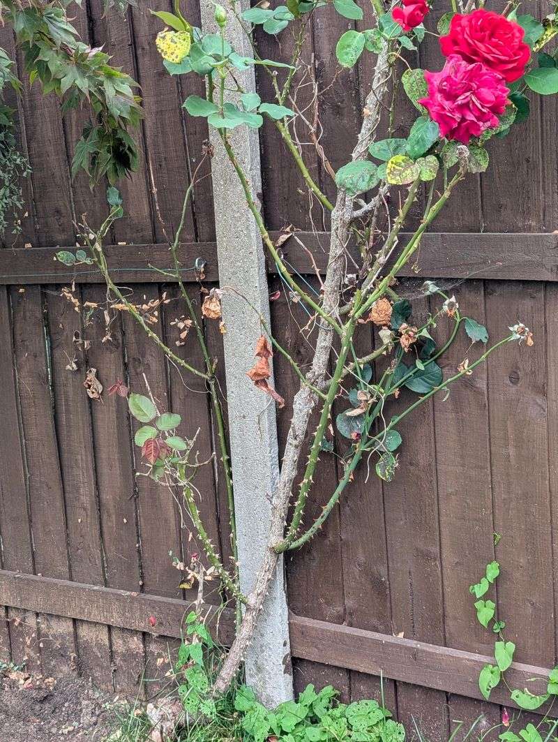 Making Cuts in the Wrong Location