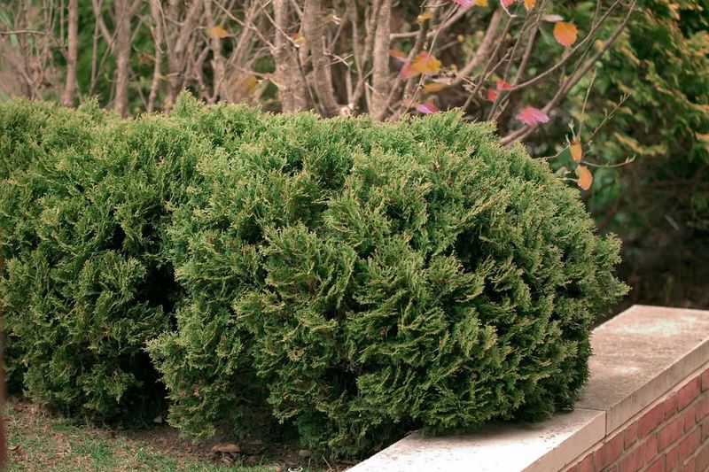 Forgetting To Water Evergreens