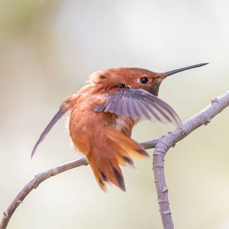 Watch For Rufous And Other Rare Western Visitors