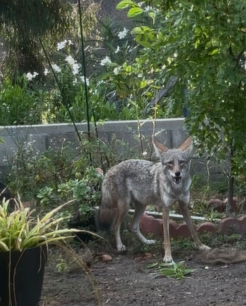 Feeding or Approaching Coyotes